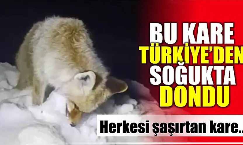 Tilki ayakta dondu
