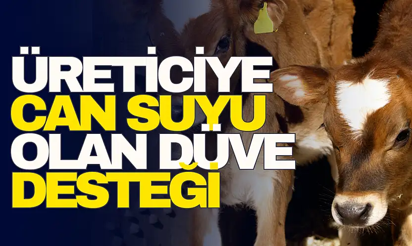 Üreticiye Can Suyu Olan Düve Desteği