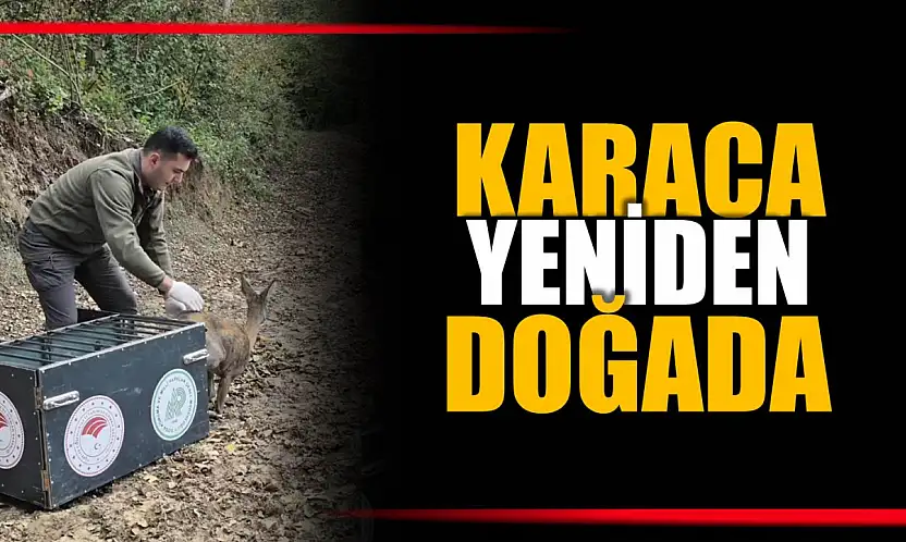 Yaralı karaca tedavi edildi