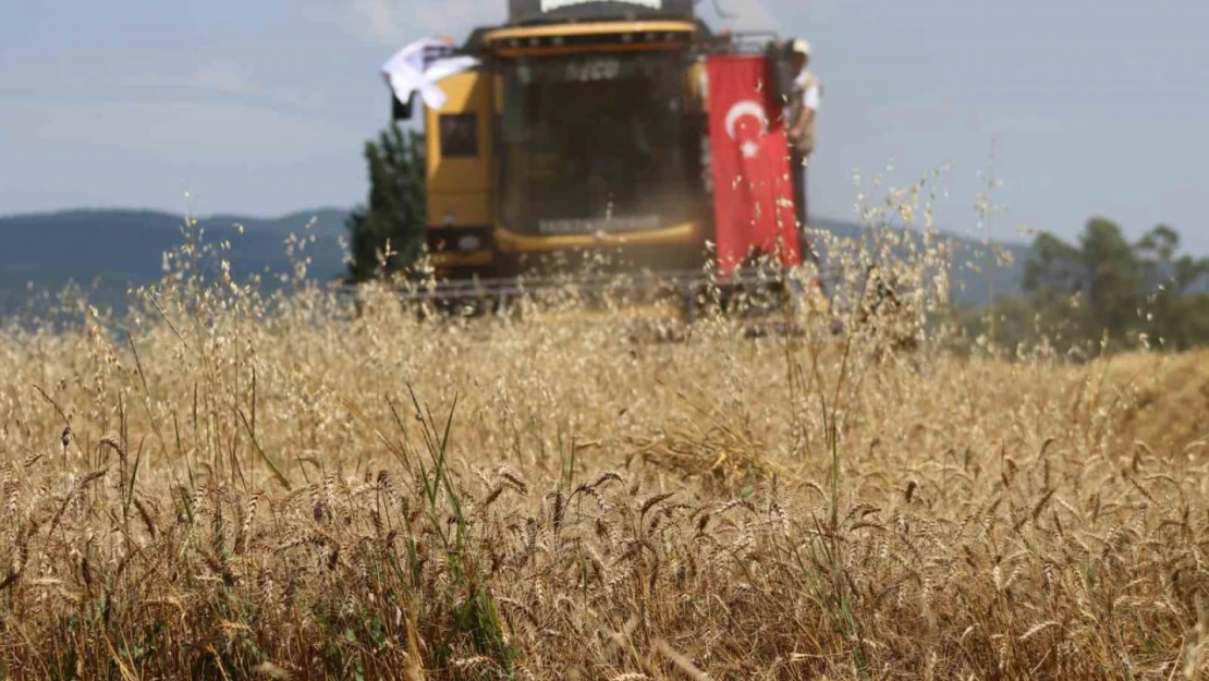 'Ayten abla buğdayı' ilk kez hasatta