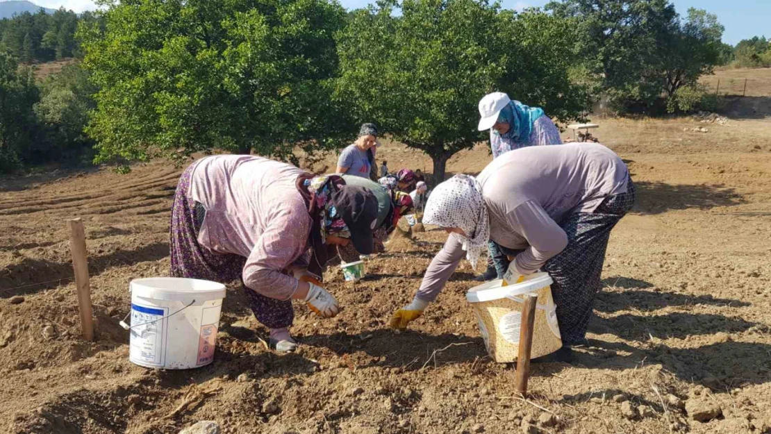 Dünyanın en pahalı baharatı toprakla buluşturuldu