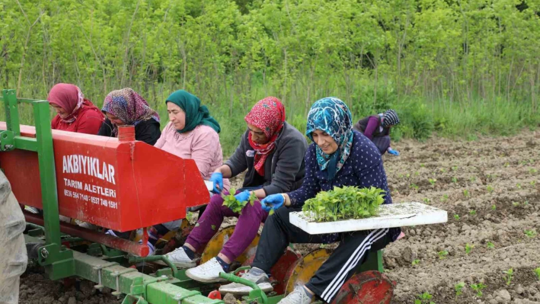 100 dönüm organik sertifikalı tarlada üretim başlattı