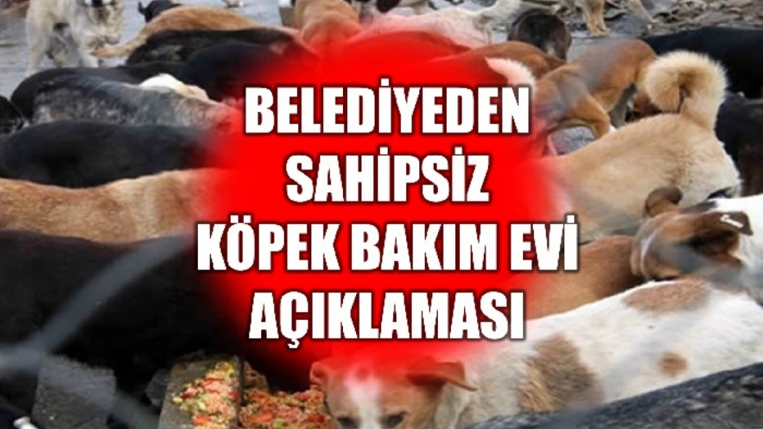 '32 köpek sahiplendirildi'