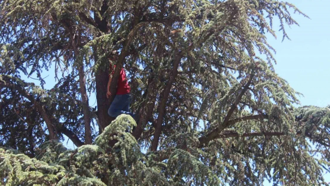 Ağacın tepesine tırmandı, 'Belediye başkanı beni dinlemedi' diyerek intihara kalkıştı