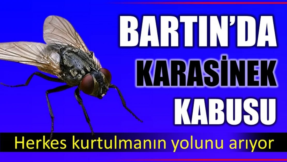 Bartın'da karasinek kabusu