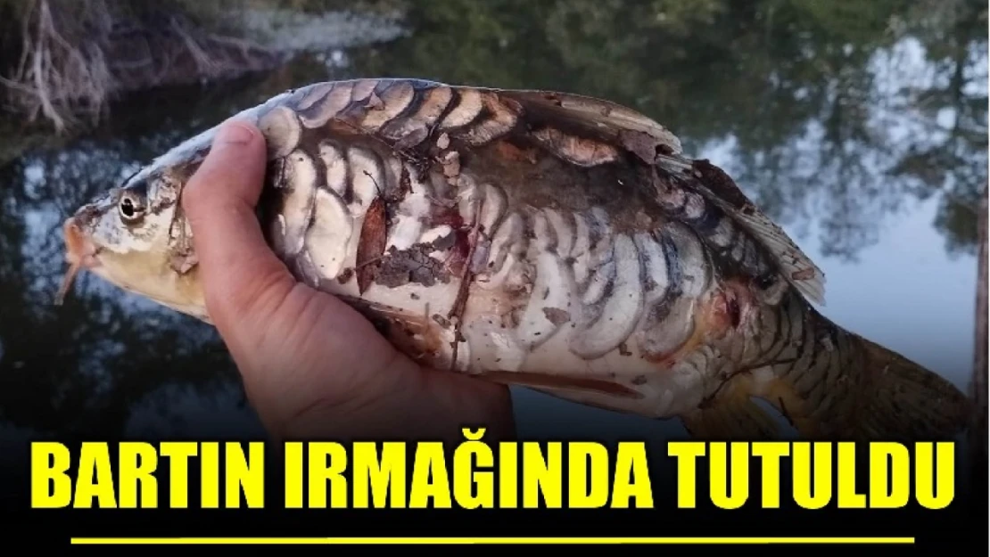 Bartın Irmağında tutuldu