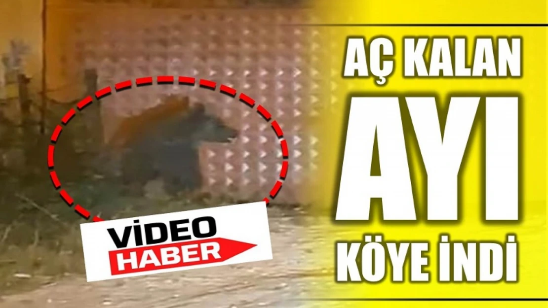 Aç kalan ayı köye indi