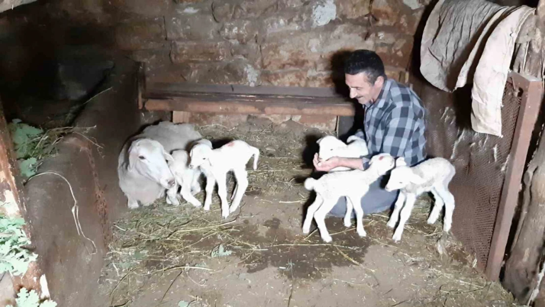 Bolu'da bir koyun seferde beşiz doğurdu