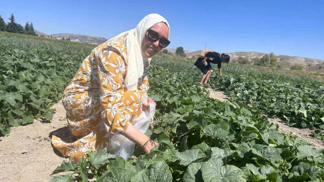 Bu tarlaya gelen istediğini seçer