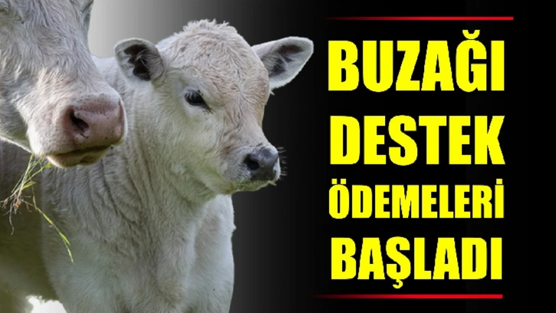 Buzağı yetiştiricisinin dikkatine