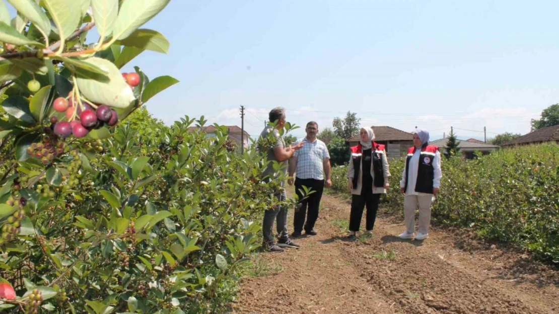 Düzce'de üretimi her geçen yıl artıyor