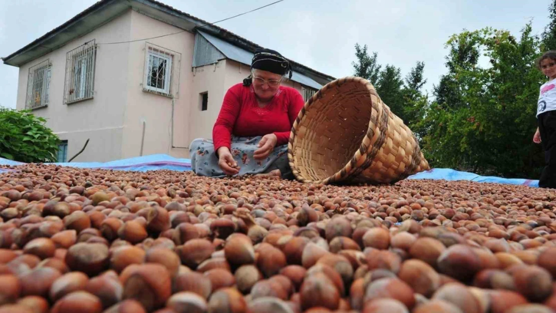 Düzce'de yılın ilk yarısında 6 bin 40 ton fındık ihraç edildi