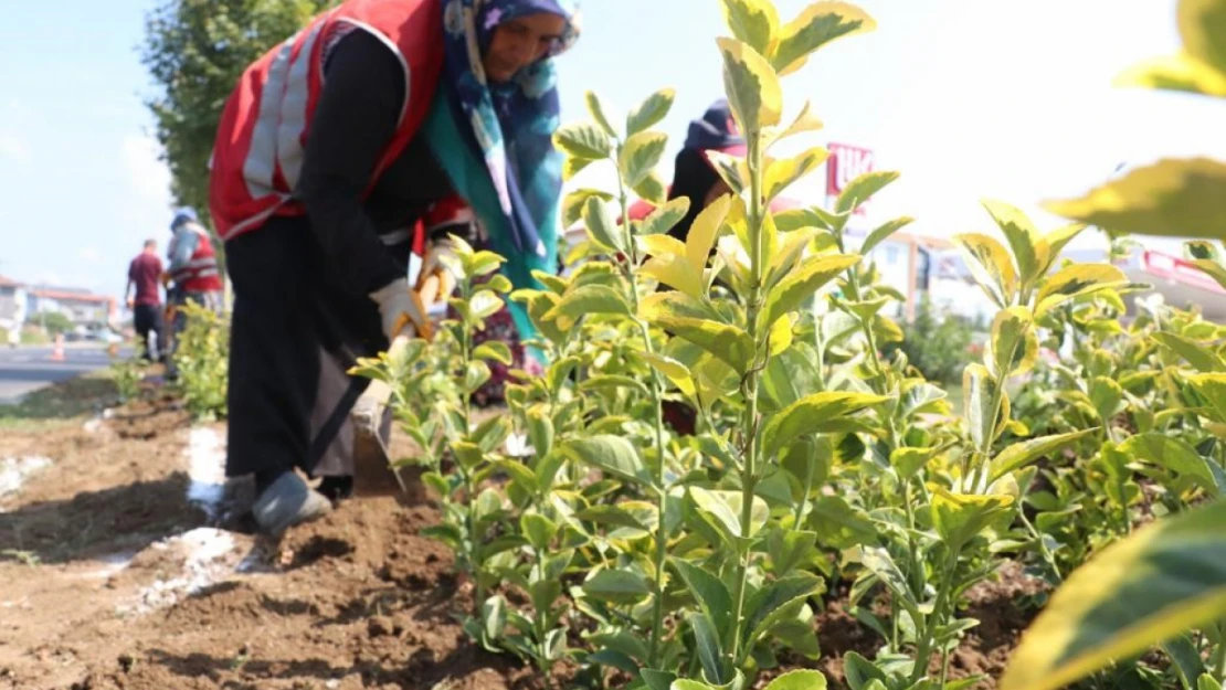 Düzce yollarında rengarenk manzara