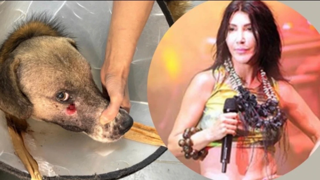 Hande Yener o köpeğe sahip çıktı