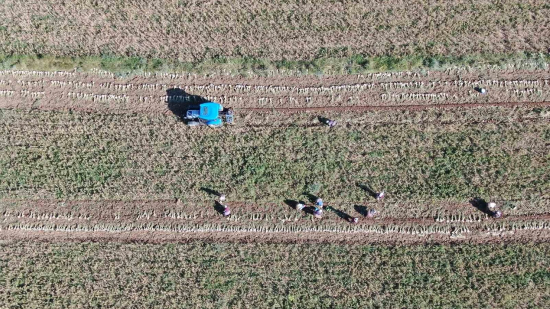 Hasat başladı: Taşköprü sarımsağında 25 bin tonluk rekolte bekleniyor