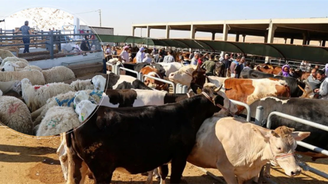 Hayvan pazarında satılamayan hayvanları ESK alacak