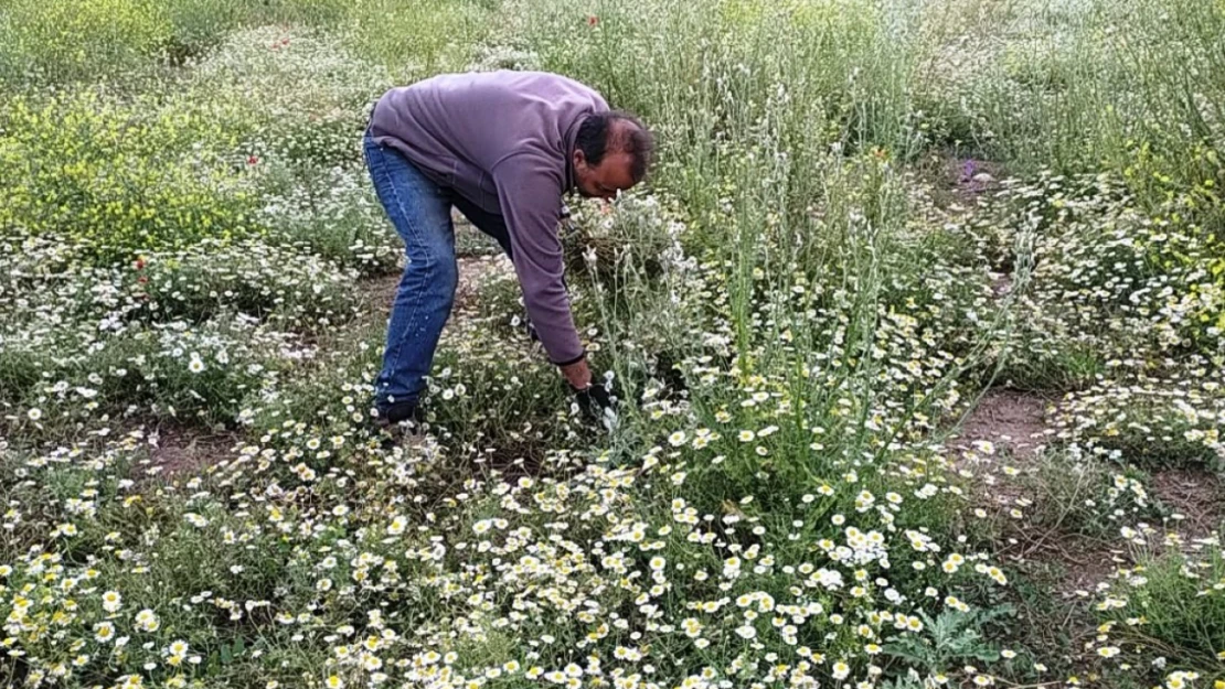 Papatya köylülerin geçim kaynağı haline geldi