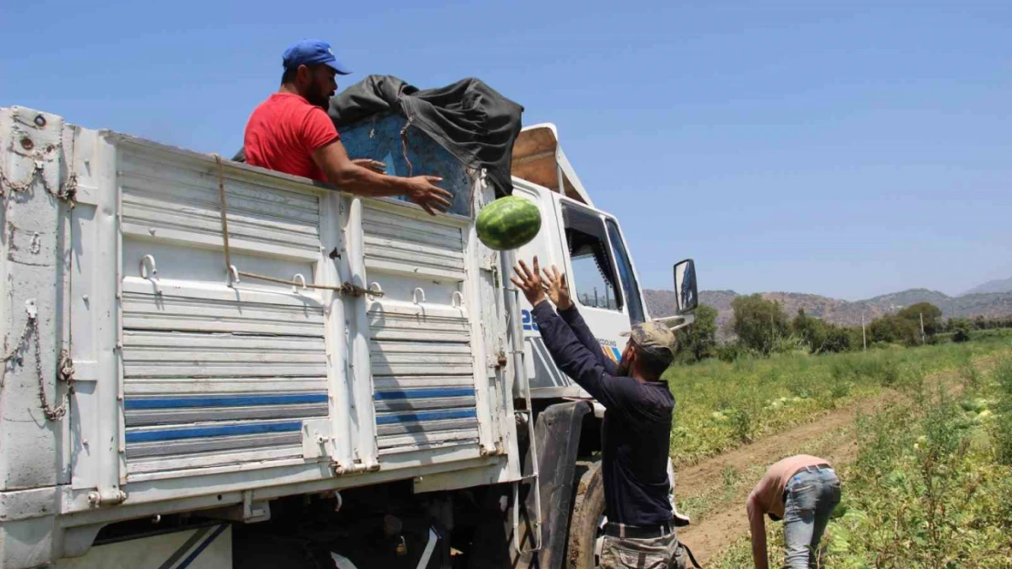 40 derecede karpuz hasadı yapıyorlar