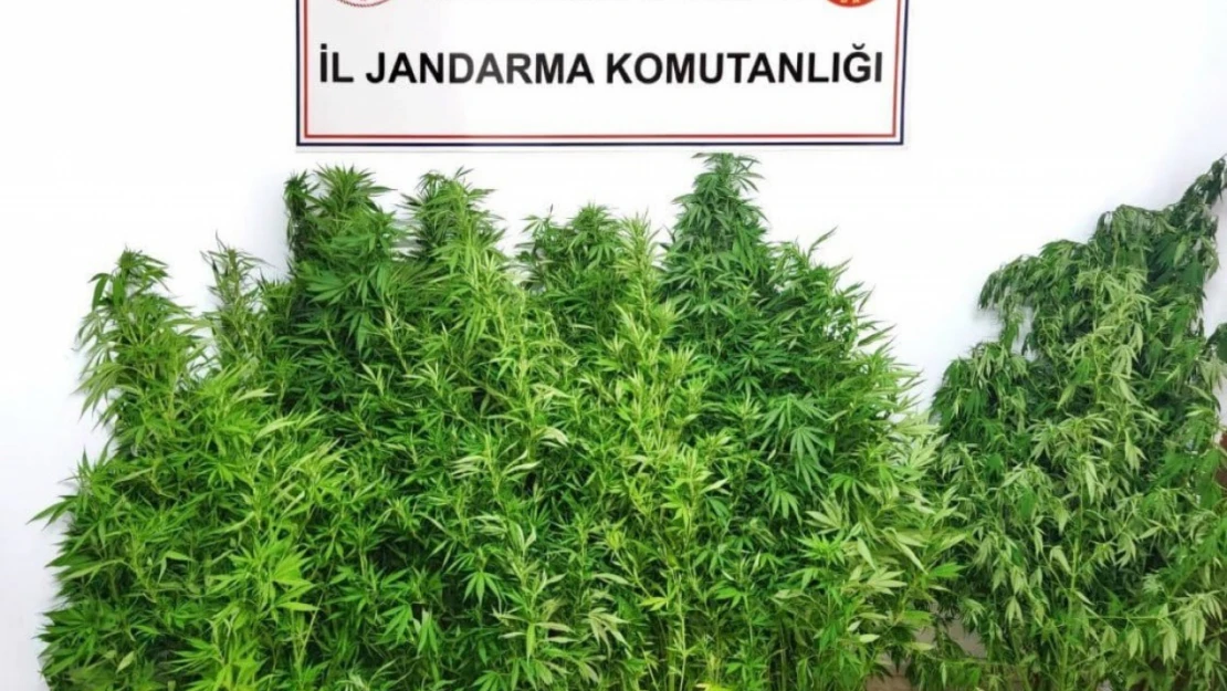 Jandarmadan kenevir operasyonu