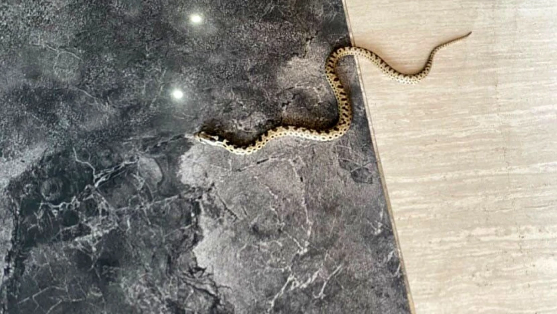 Karabük'te hava sıcaklıkları sonrası yılanlar çıkmaya başladı