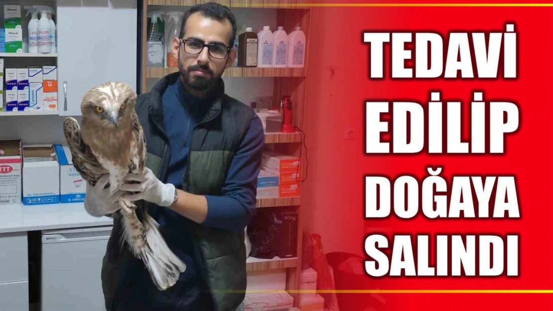 Cide'de yaralı halde bulunmuştu