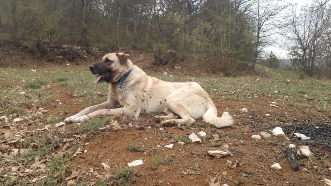 Köpeği öldürüp, sahibinin yaralayan ve tutuksuz yargılanan sanık 6 yıl 6 ay hapis cezası aldı