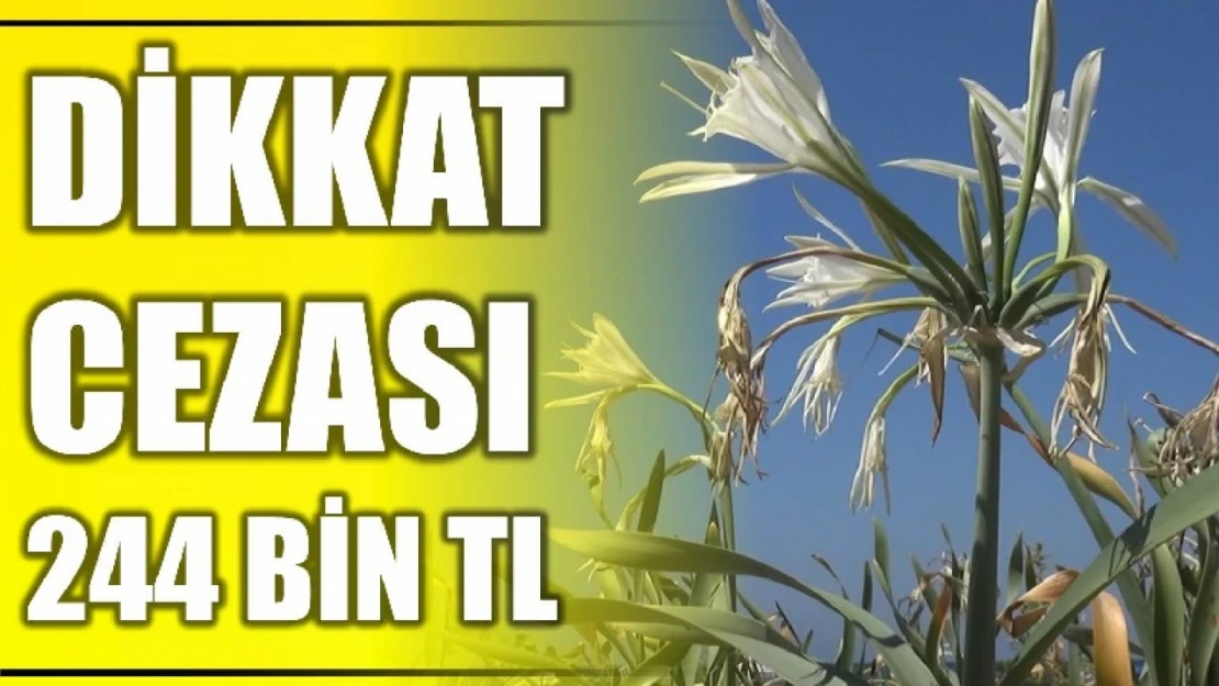 Kum zambaklarını koparmanın cezası 244 bin  TL