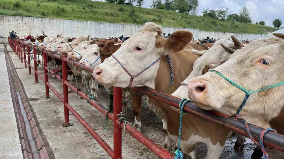 Kurban Bayramı öncesinde hastalıklara karşı uyarı