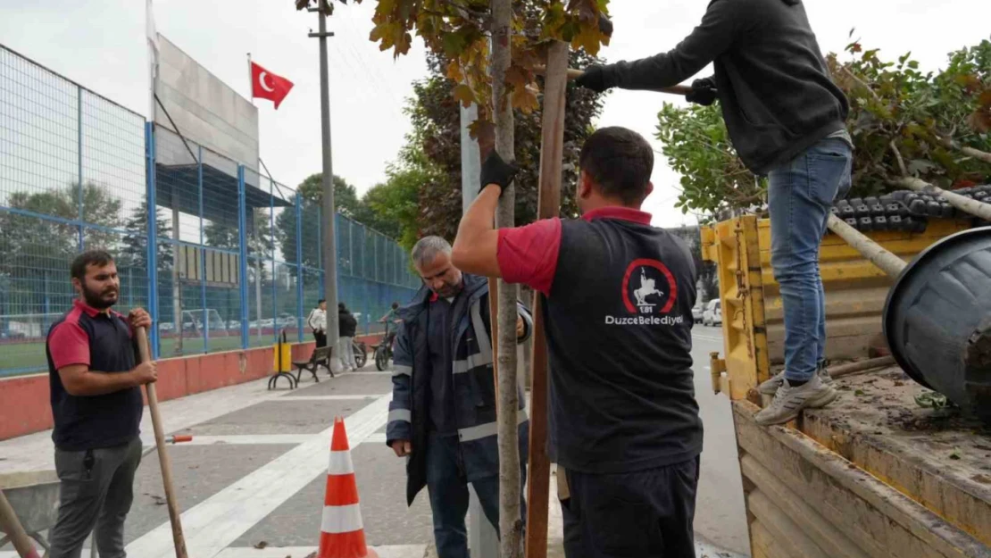 Kuruyan ağaçlar yenilendi