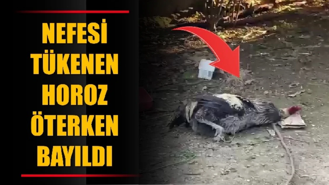 Nefesi tükenen horoz öterken bayıldı