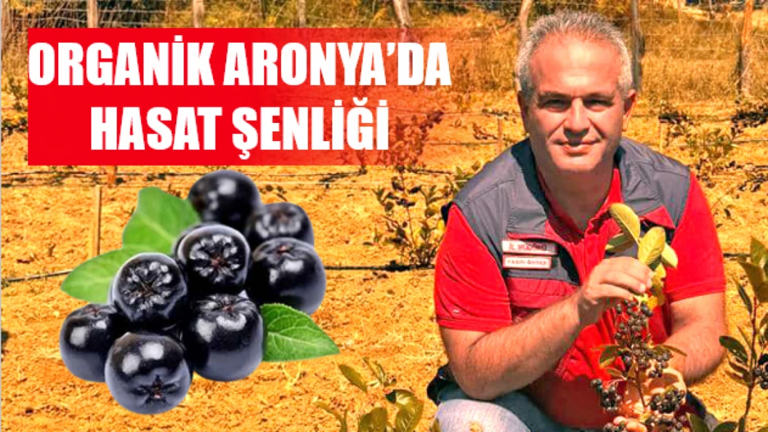 Organik Aronya'da hasat şenliği