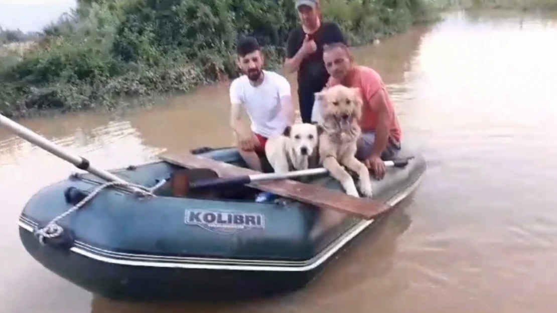 Selde mahsur kalan köpekler botla kurtarıldı