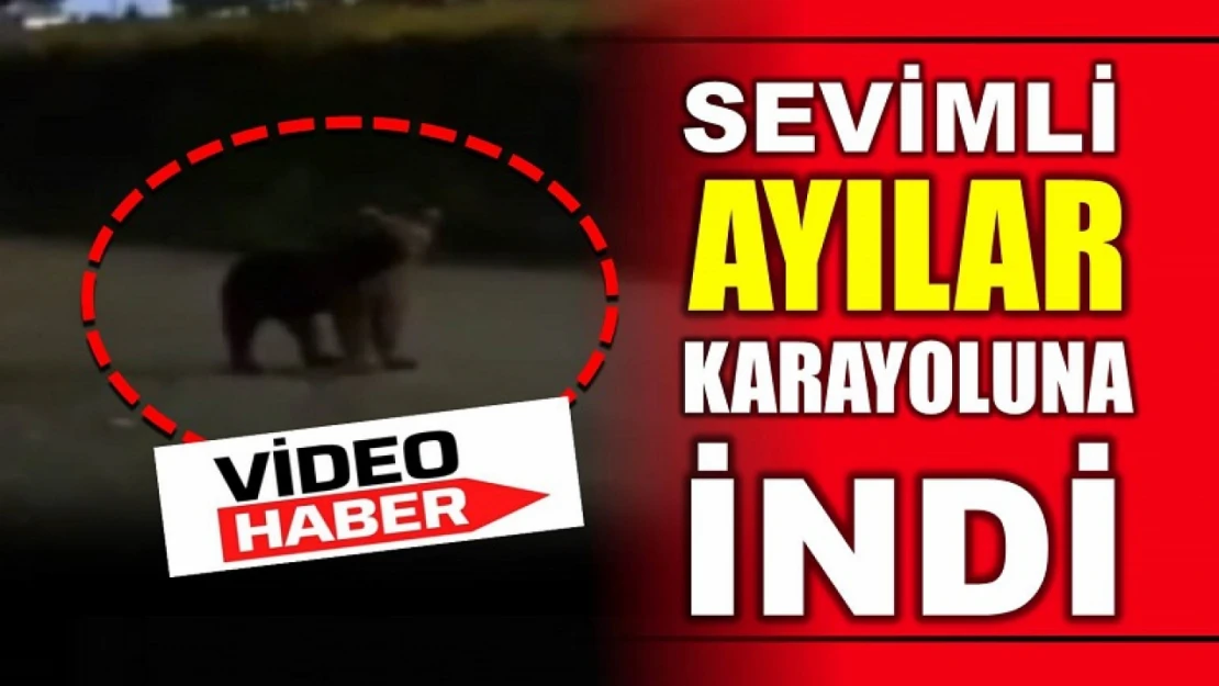 Sevimli ayılar karayoluna indi