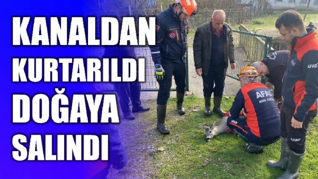 Su kanalına düşen karaca kurtarıldı