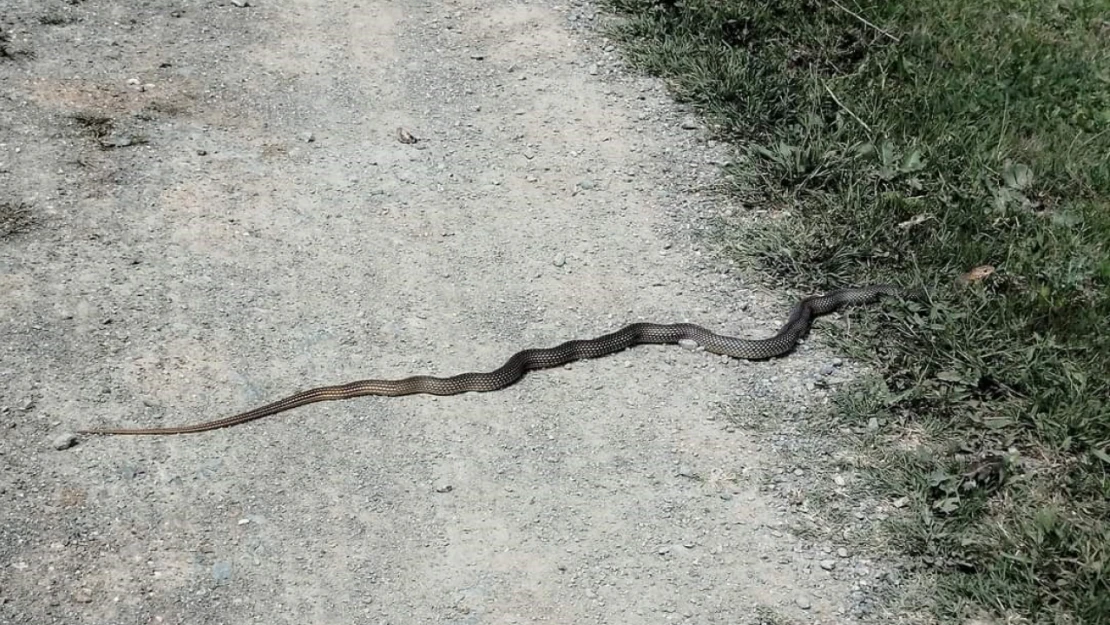 Taşköprü'de sürekli görülen yılanlar tedirgin ediyor