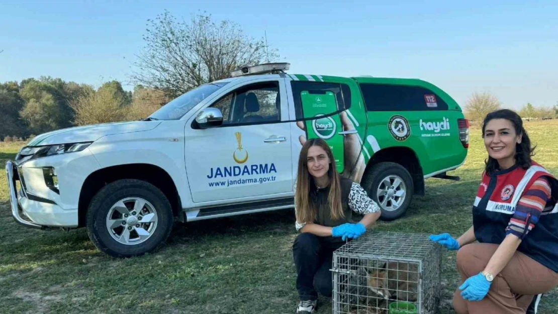 Tedavisi tamamlandı doğaya salındı