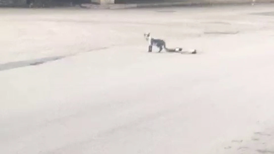 Yavru kedi ölen annesinin başında bir an olsun ayrılmadı