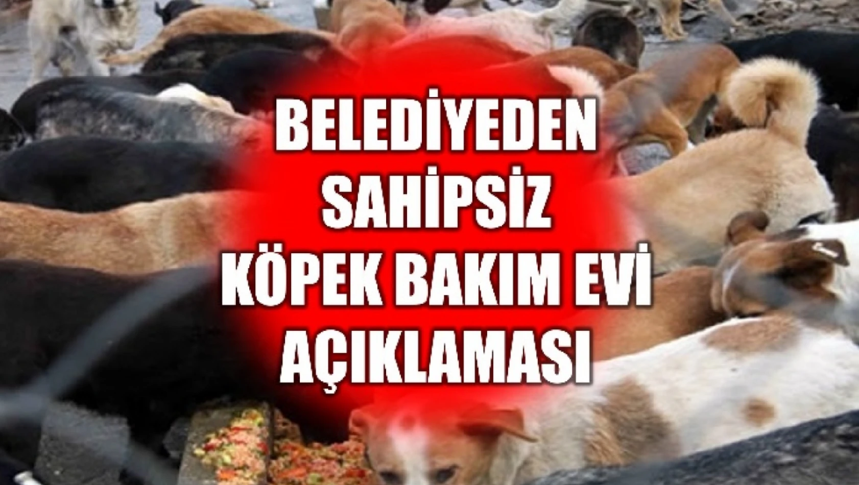 '32 köpek sahiplendirildi'