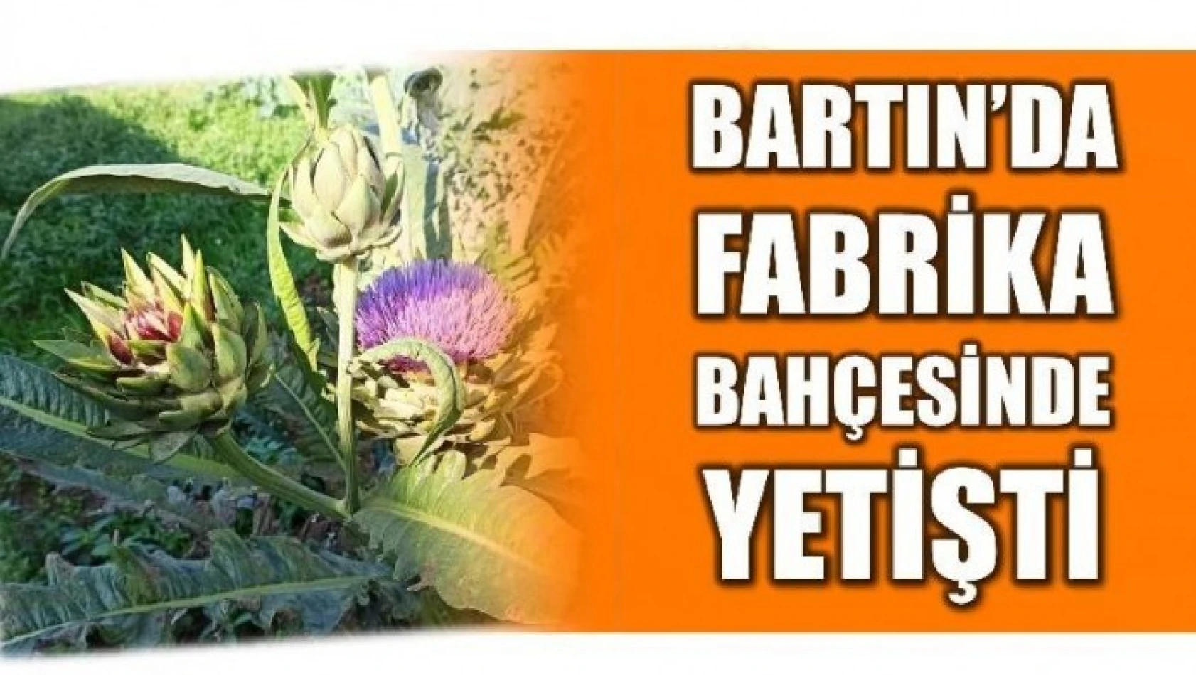 FABRİKA BAHÇESİNDE YETİŞTİ BARTIN'A UMUT OLDU