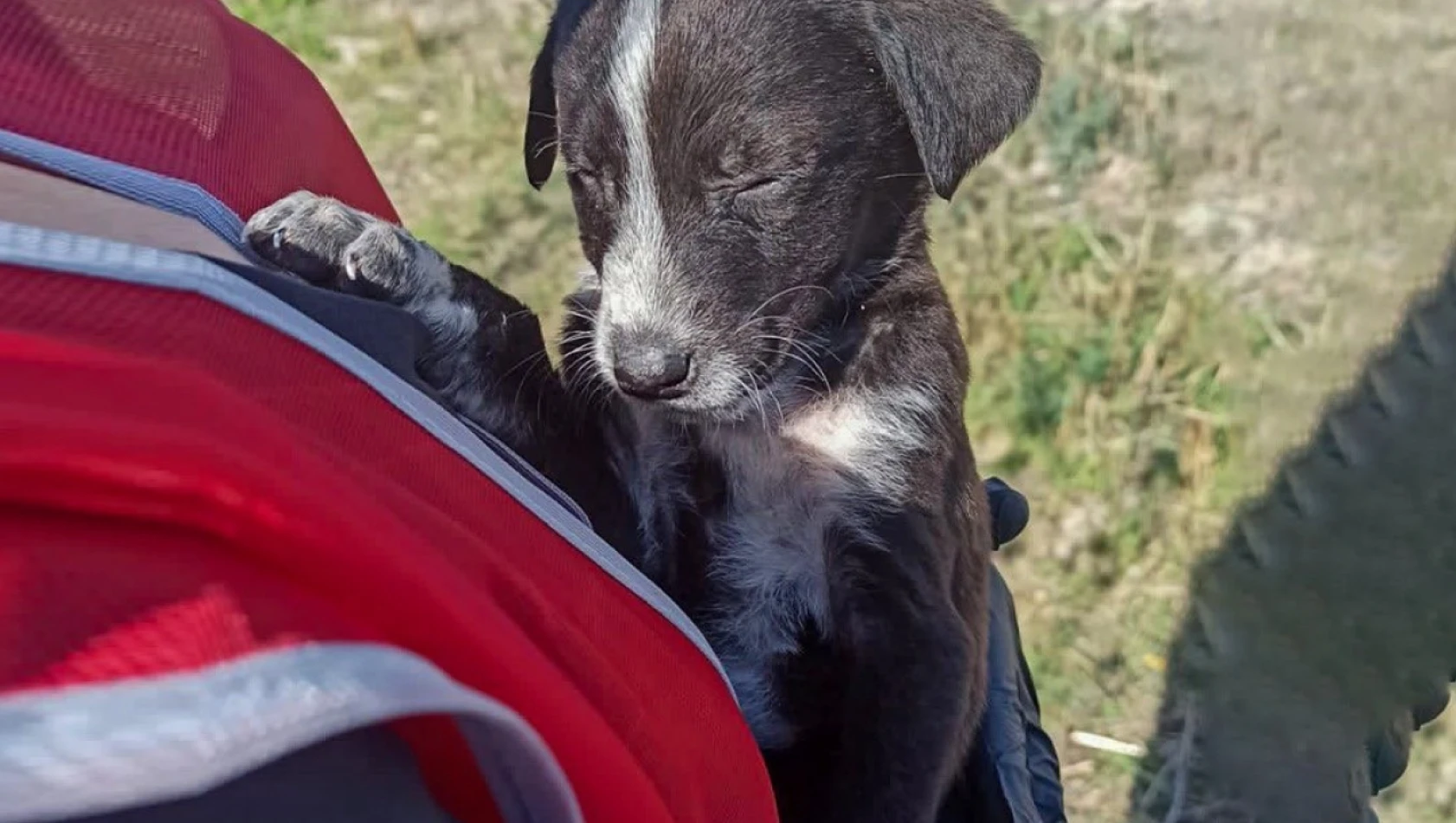 Görme engelli yavru köpek emin ellerde