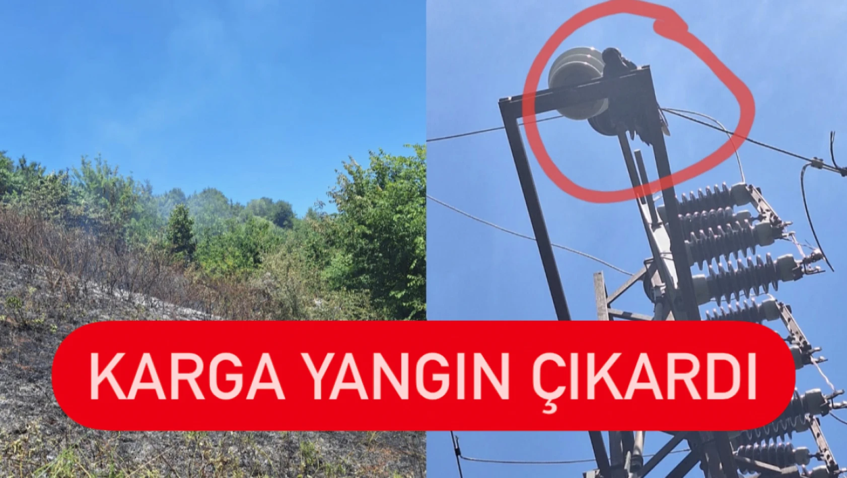 Karga yangın çıkardı