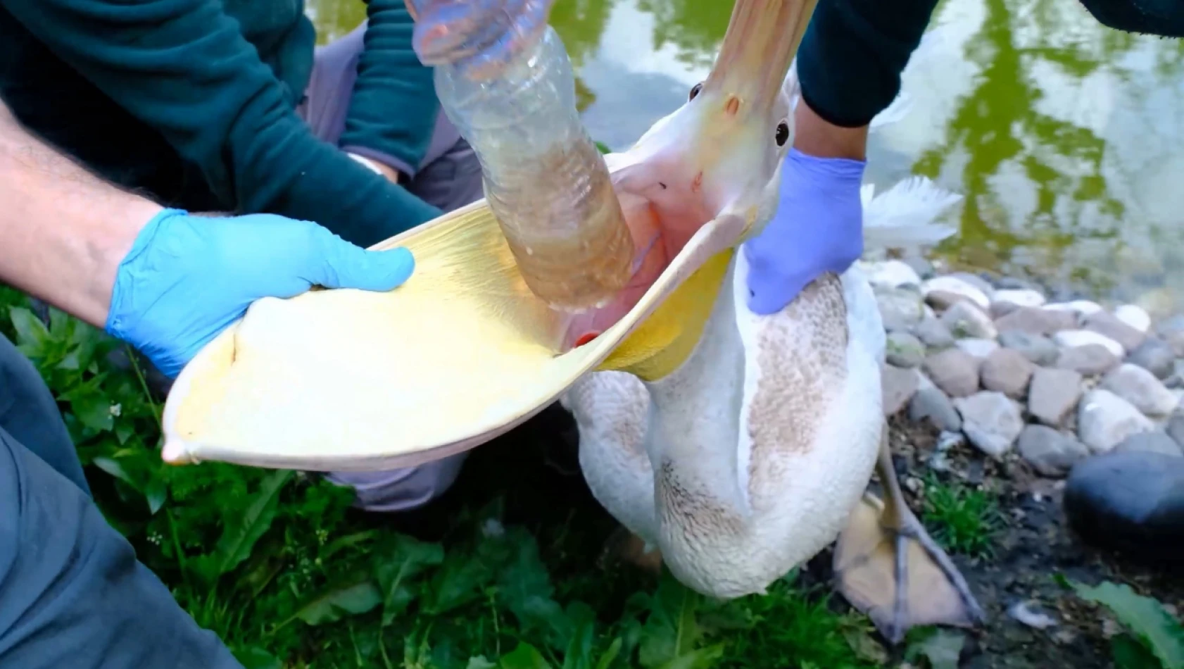 Pelikanın midesinden pet şişe çıktı