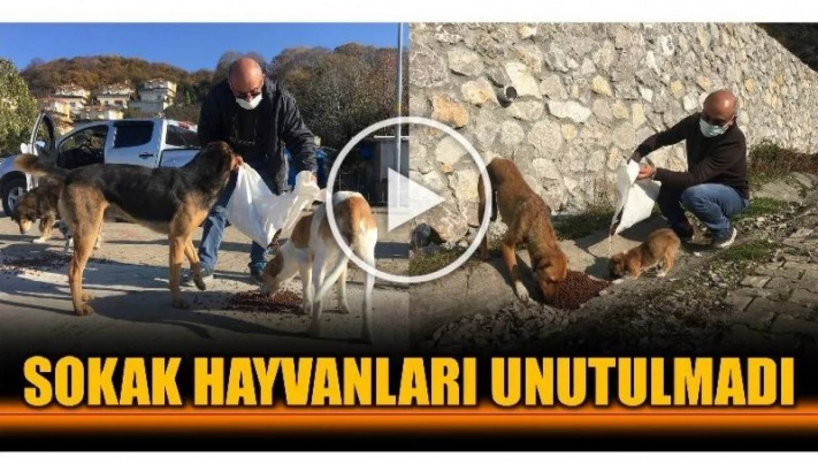 SOKAK HAYVANLARI KISITLAMADA UNUTULMADI