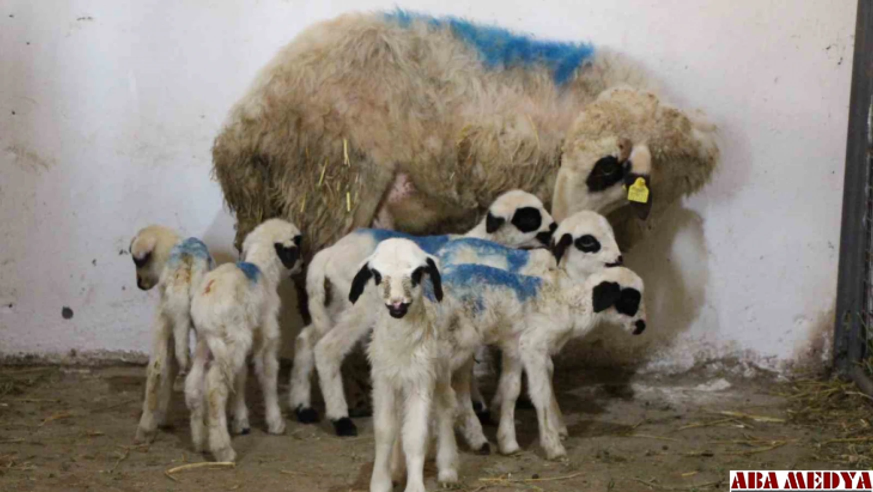 Amasya'da koyun altız yavruladı