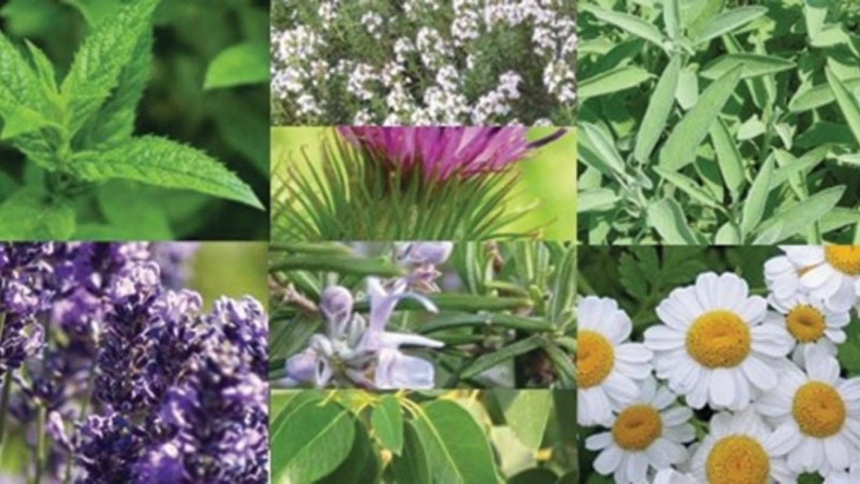 Aromatik bitki yetiştiriciliğine büyük destek