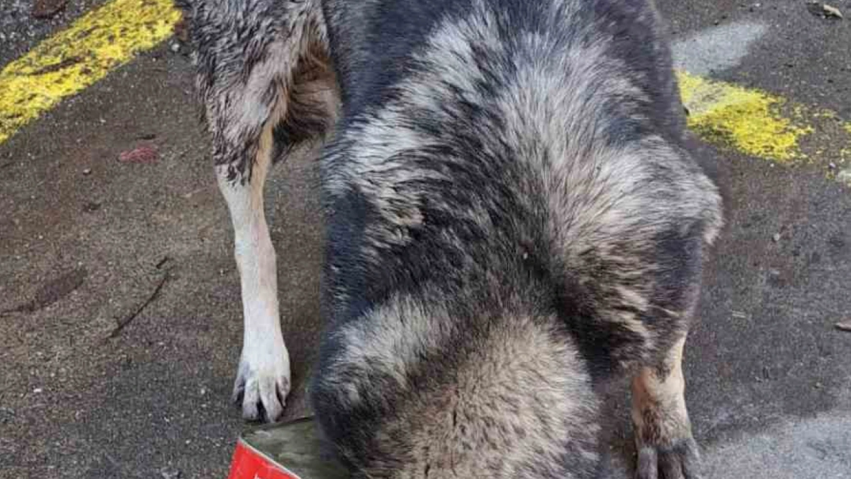 Bolu Dağı'nda yiyecek arayan köpek kafasını tenekeye sıkıştırdı