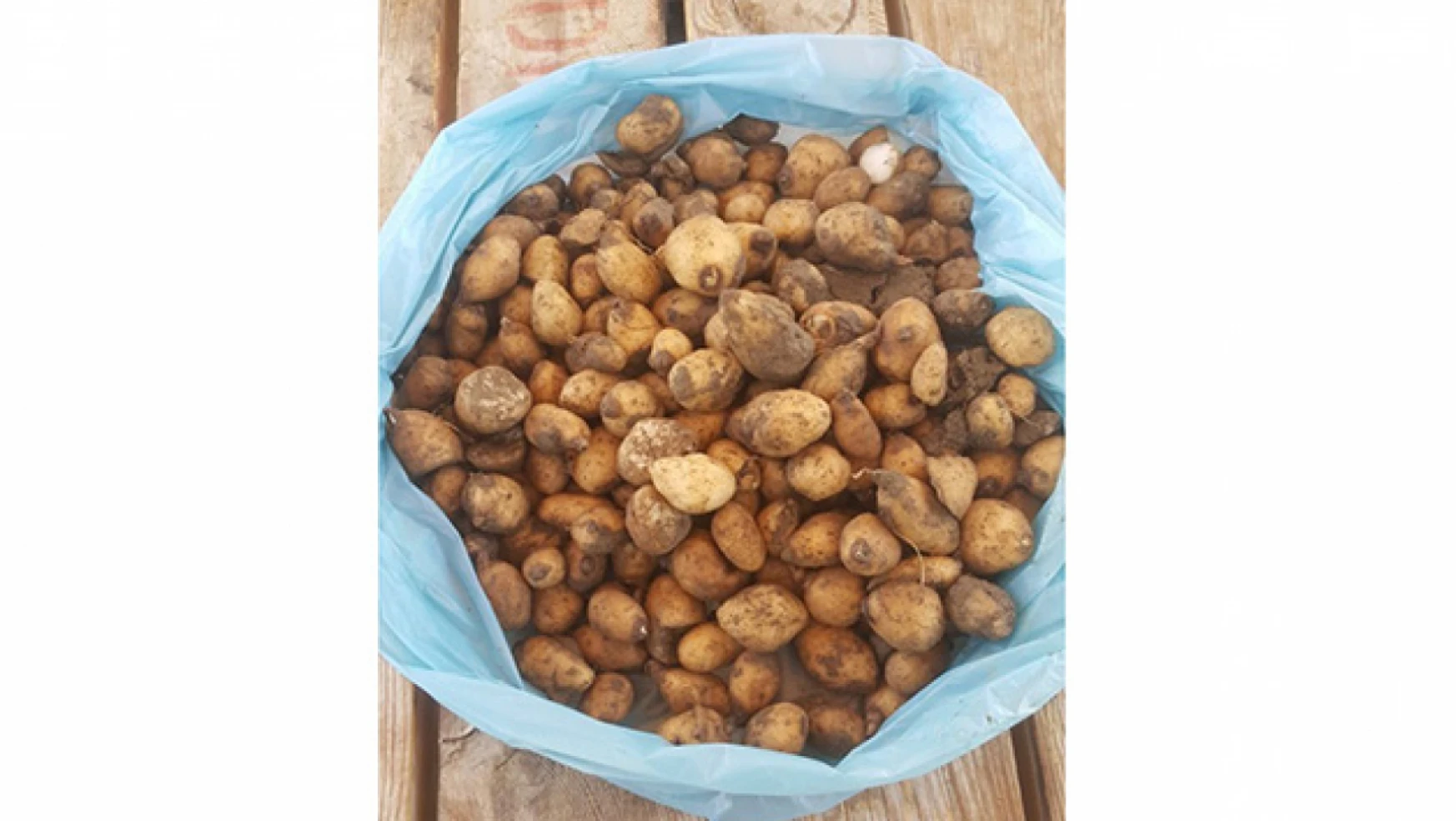 Ereğli'de 32,2 kilo salep soğanı ele geçirildi