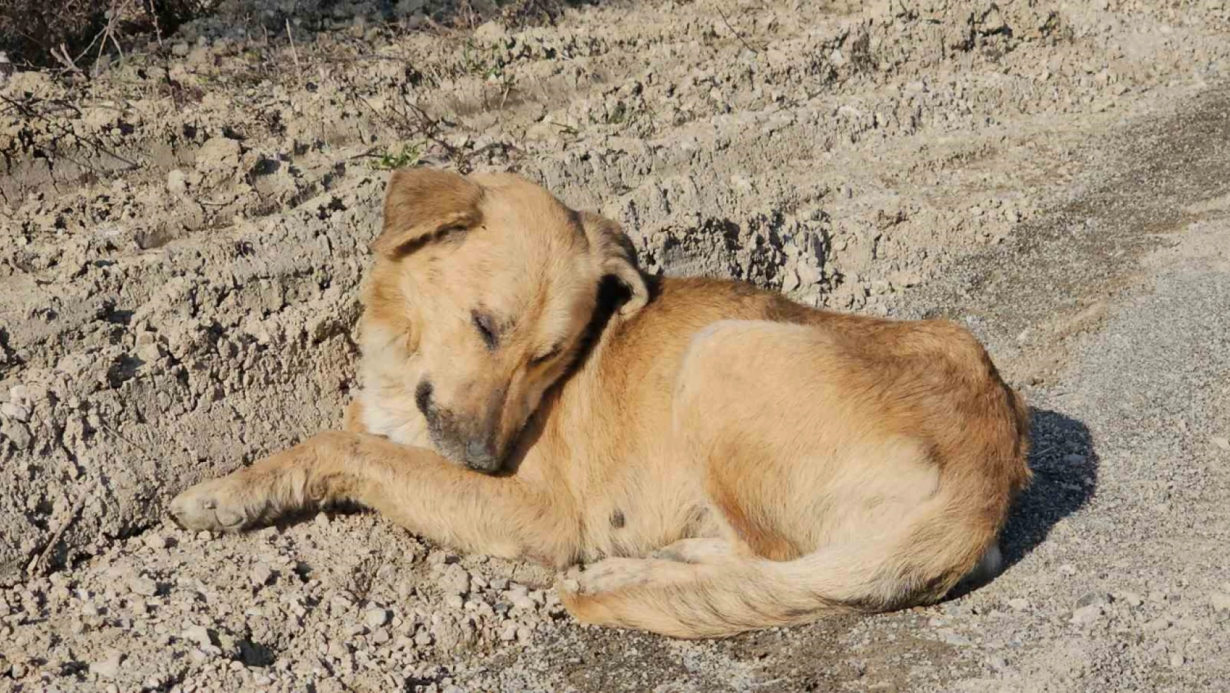 Milletvekili Ekmekci'den ölüme terk edilen köpeklerle ilgili açıklama