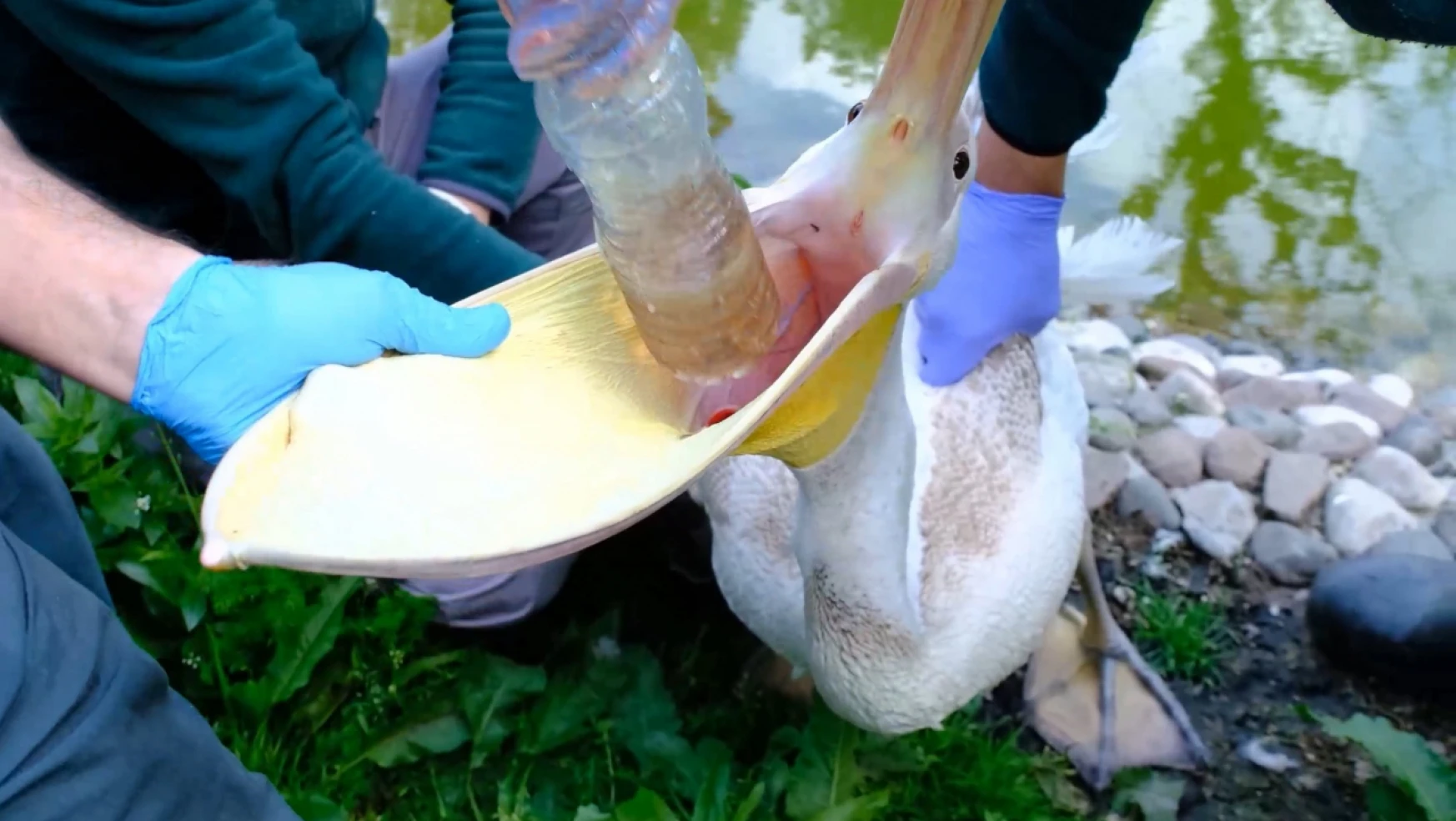 Pelikanın midesinden pet şişe çıktı