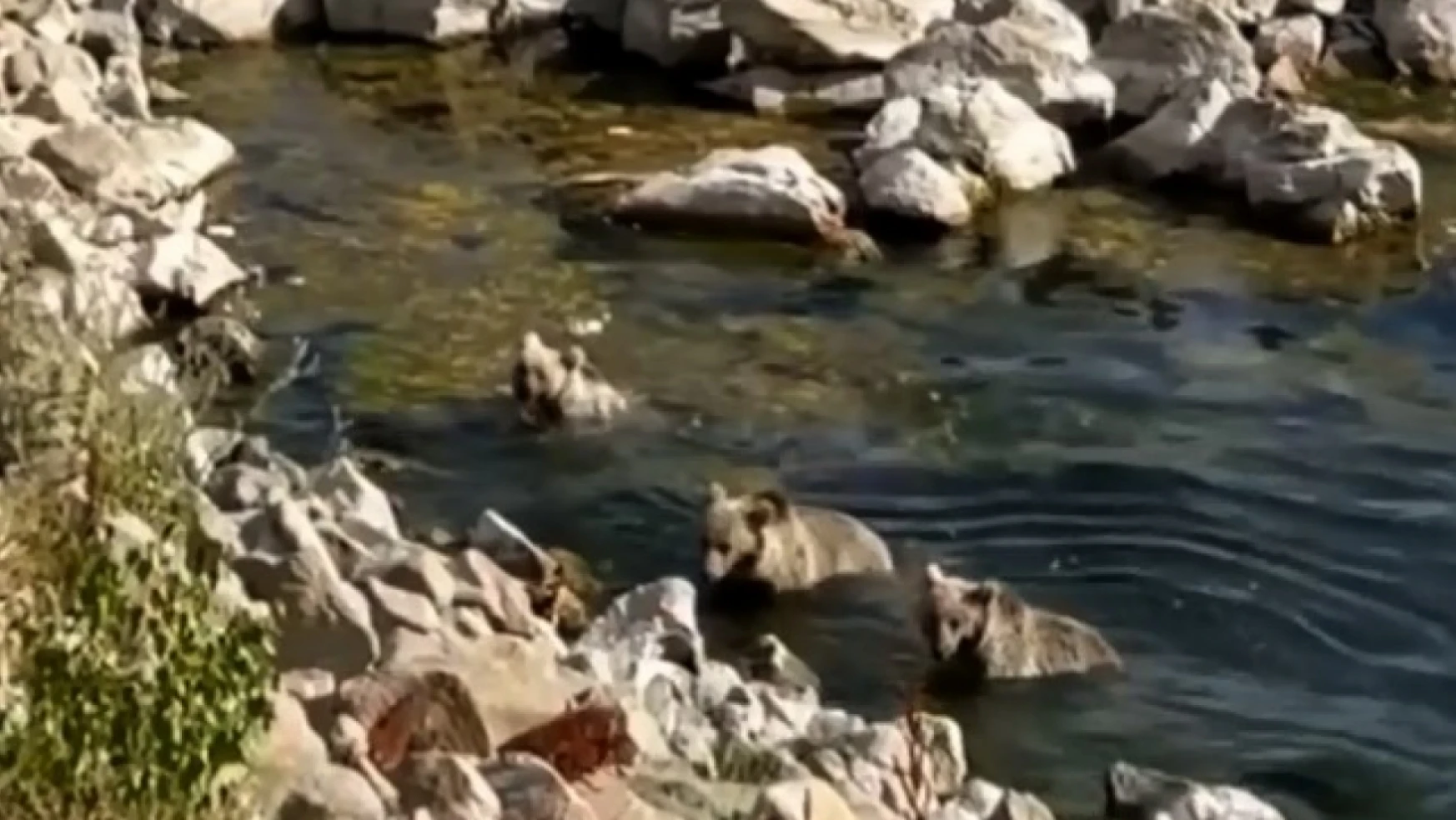 Yavru boz ayılar Nemrut Krater Gölü'nde serinledi